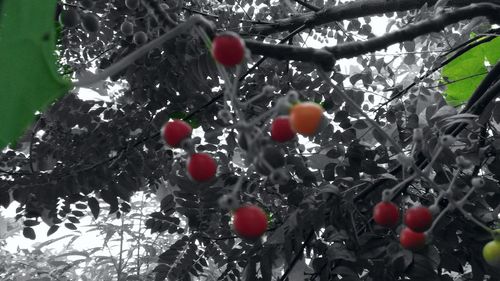 Close-up of cherries on tree