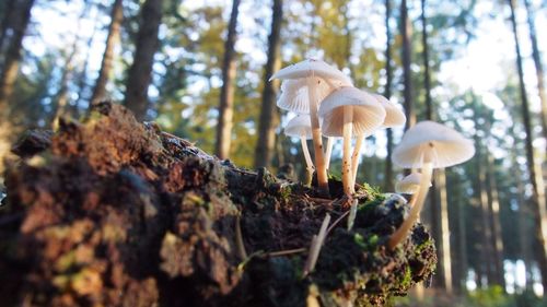 Close-up of mushrooms growing on tree in forest