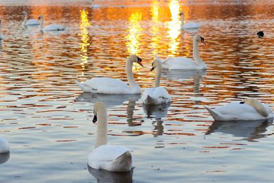 Swans swimming in lake