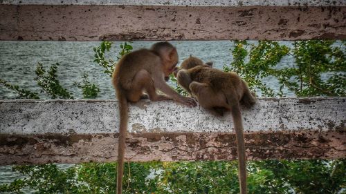 Monkey on tree