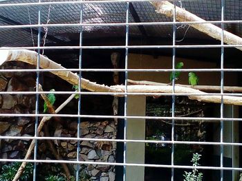 View of cat in cage