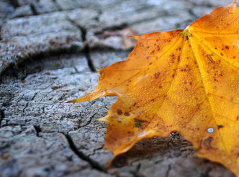 Close-up of dry maple leaves on tree