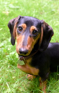 Close-up of dog looking away on field