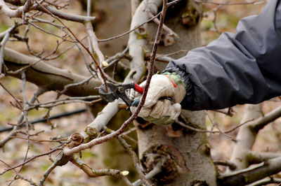 Close-up of man cutting branches