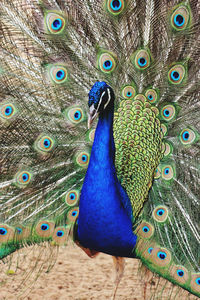 Close-up of peacock