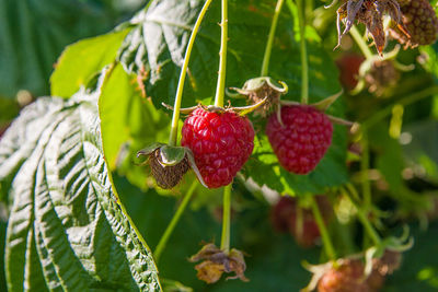 Close-up of strawberries on plant