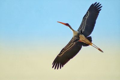 Close-up of pelican flying against clear sky