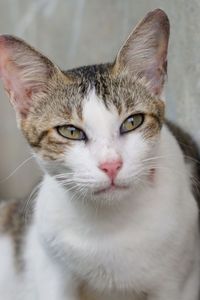 Close-up portrait of a cat