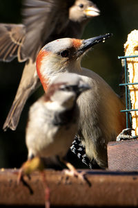 Close-up of bird