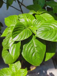 Close-up of plant leaves
