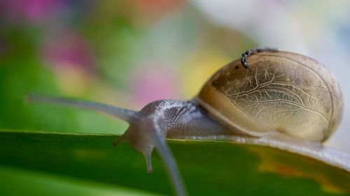 Close-up of snail