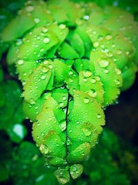 Close-up of raindrops on leaf