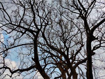 Low angle view of bare tree against clear sky