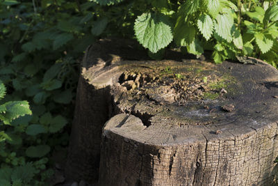 Close-up of lizard on tree stump