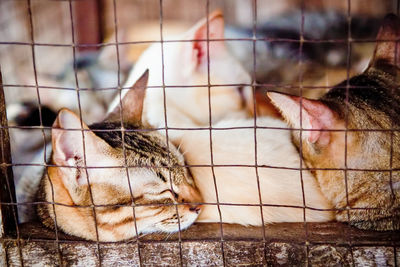 Close-up of a cat sleeping in cage