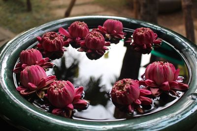 Close-up of pink flowers and water in container