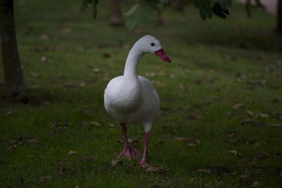 White duck on field