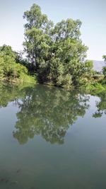 Reflection of trees in lake