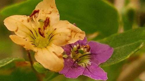 Close-up of honey bee on flower