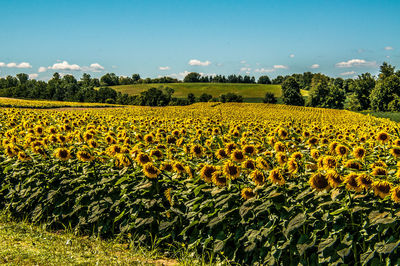 Scenic view of sunflower field against sky