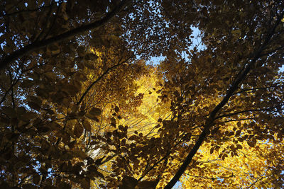 Low angle view of trees against sky during autumn