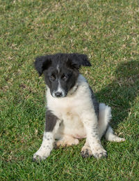 Portrait of puppy sitting on field