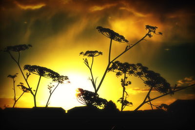 Silhouette plants against sky during sunset