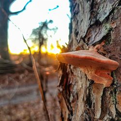 Close-up of mushroom growing on tree trunk