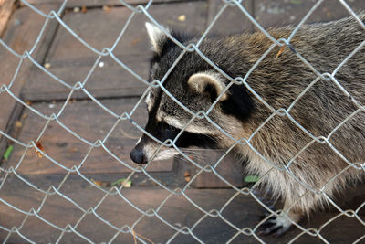 Close-up of chainlink fence in cage at zoo