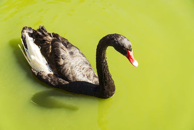 Close-up of swan swimming in lake