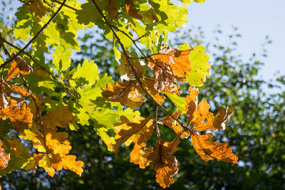 Close-up of yellow maple tree