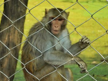 Close-up of monkey in cage at zoo