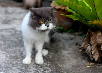 Persian cat white and gray sitting on concrete floor and look straight.