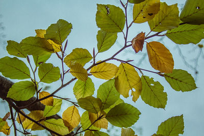 Low angle view of leaves on plant against sky