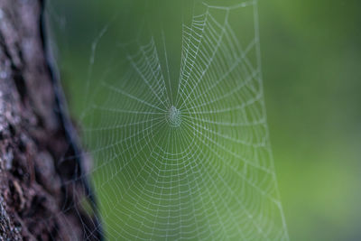 Spider web