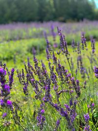 Close-up of purple flowering plants on field