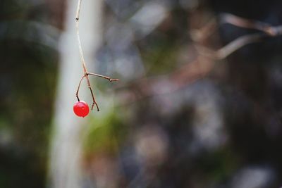 Close-up of red berries on twig