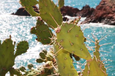 Close-up of cactus plant by sea on sunny day