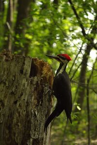 Close-up of bird perching on tree