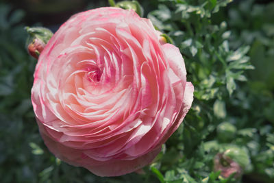 Close-up of pink rose