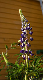 Close-up of purple flowering plant