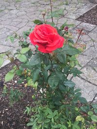 Red roses blooming outdoors