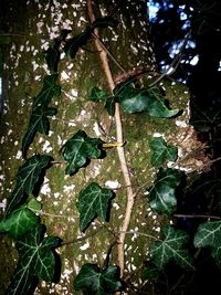 Close-up of tree in forest