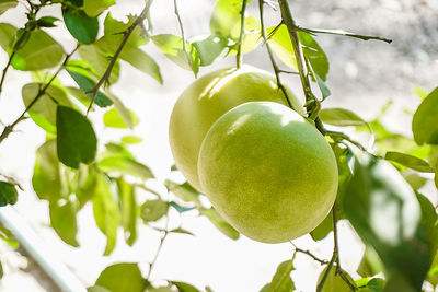 Grapefruit, a green fruit hanging under the tree the growth of fruit, fruit gardening