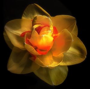 Close-up of yellow rose