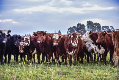 Cows grazing on field against sky