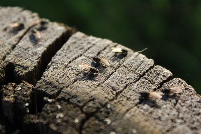 Close-up of flies against blurred background