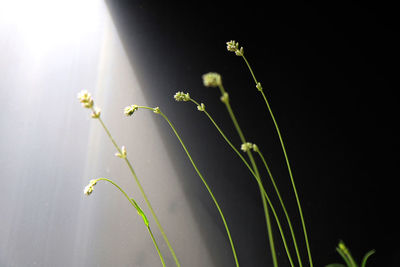 Close-up of fresh green plant against white and dark background