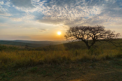 Tree on landscape against sky at sunset