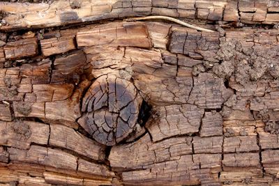 Full frame shot of cracked tree
